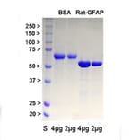 SDS-PAGE - Recombinant Rat GFAP Protein (A270570) - Antibodies.com