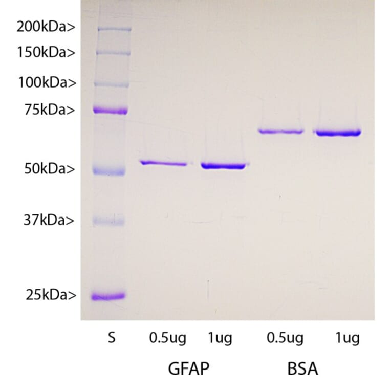 SDS-PAGE - Recombinant Rat GFAP Protein (A270570) - Antibodies.com