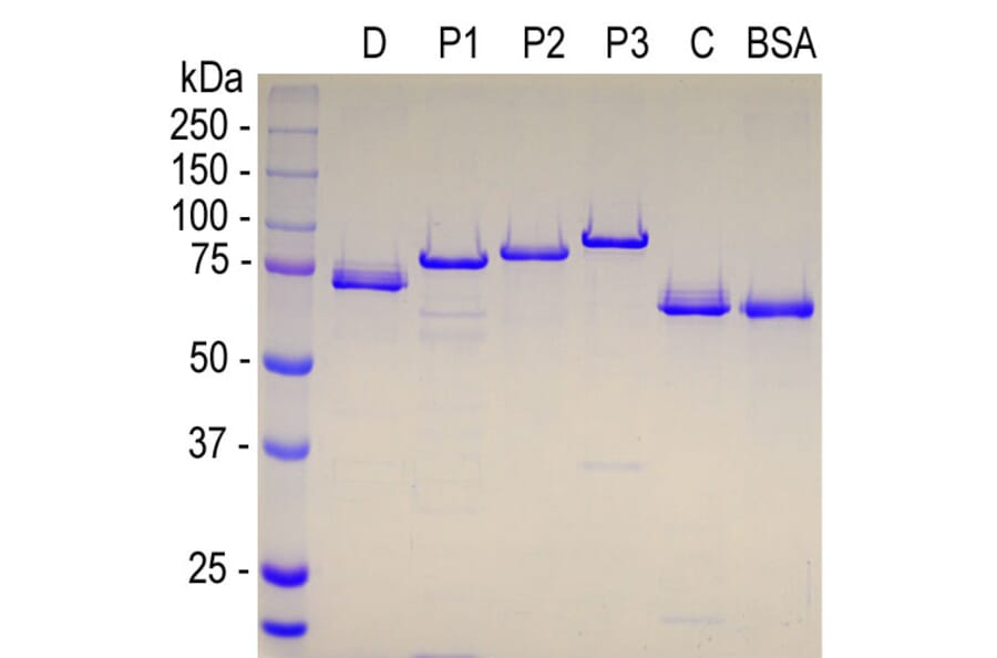 SDS-PAGE - Recombinant Human MAP2C Protein (A270571) - Antibodies.com