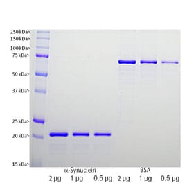 SDS-PAGE - Recombinant Human alpha Synuclein Protein (A270576) - Antibodies.com