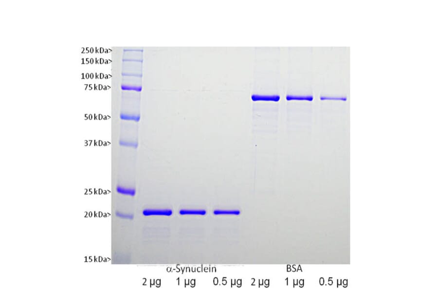 SDS-PAGE - Recombinant Human alpha Synuclein Protein (A270576) - Antibodies.com