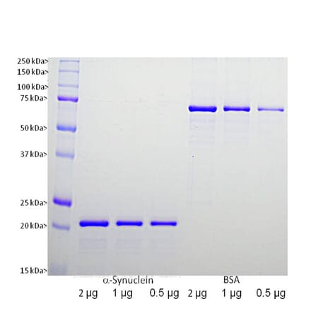 SDS-PAGE - Recombinant Human alpha Synuclein Protein (A270576) - Antibodies.com