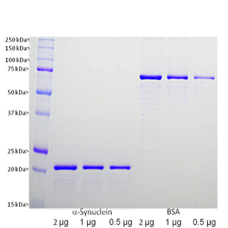 SDS-PAGE - Recombinant Human alpha Synuclein Protein (A270576) - Antibodies.com