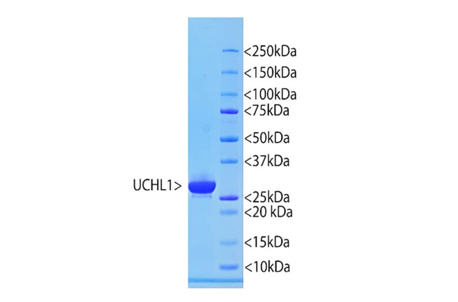 SDS-PAGE - Recombinant Human UCHL1 Protein (A270577) - Antibodies.com