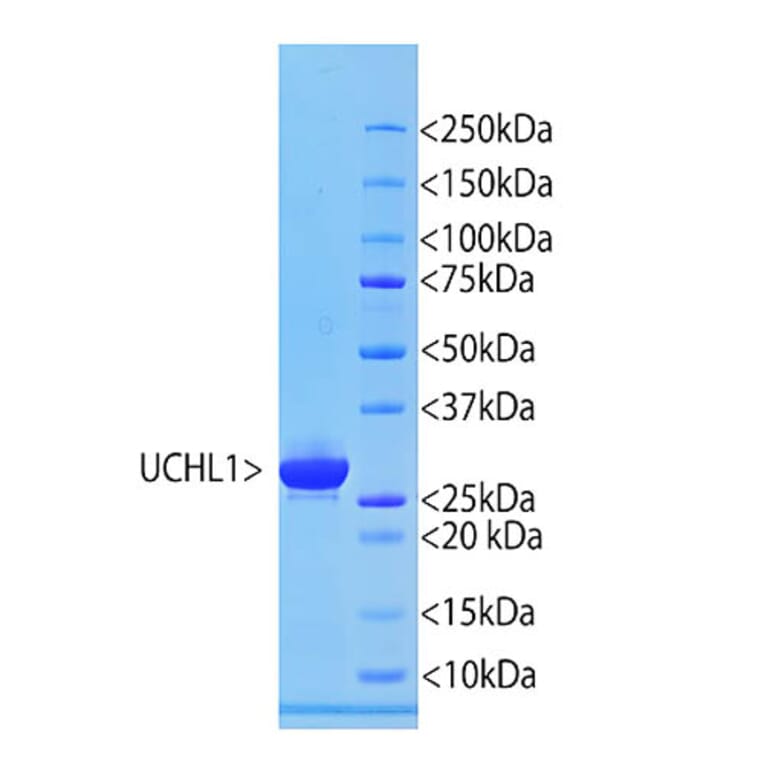 SDS-PAGE - Recombinant Human UCHL1 Protein (A270577) - Antibodies.com