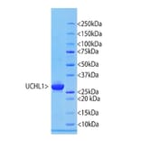 SDS-PAGE - Recombinant Human UCHL1 Protein (A270577) - Antibodies.com