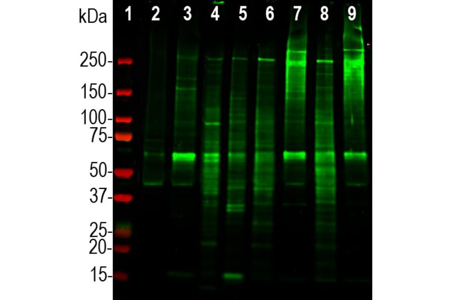 Western Blot - Anti-Ki67 Antibody (A270579) - Antibodies.com
