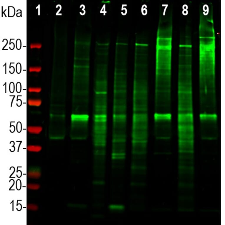 Western Blot - Anti-Ki67 Antibody (A270579) - Antibodies.com