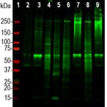 Western Blot - Anti-Ki67 Antibody (A270579) - Antibodies.com