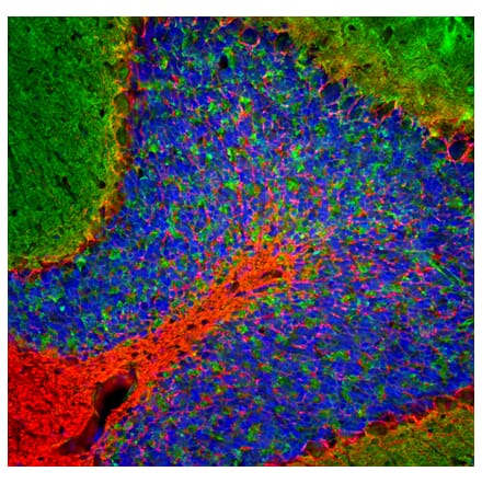 Immunofluorescence - Anti-NF-L Antibody (A270580) - Antibodies.com