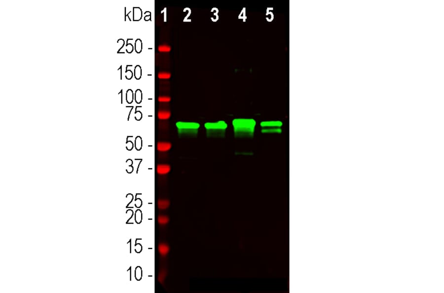 Western Blot - Anti-NF-L Antibody (A270580) - Antibodies.com