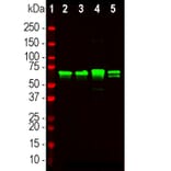 Western Blot - Anti-NF-L Antibody (A270580) - Antibodies.com
