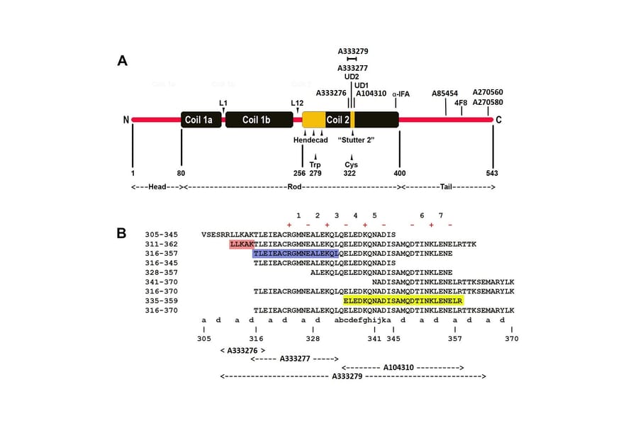 Epitope Diagram - Anti-NF-L Antibody (A270580) - Antibodies.com