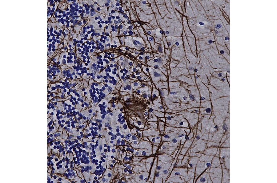 Immunohistochemistry - Anti-NF-L Antibody (A270580) - Antibodies.com
