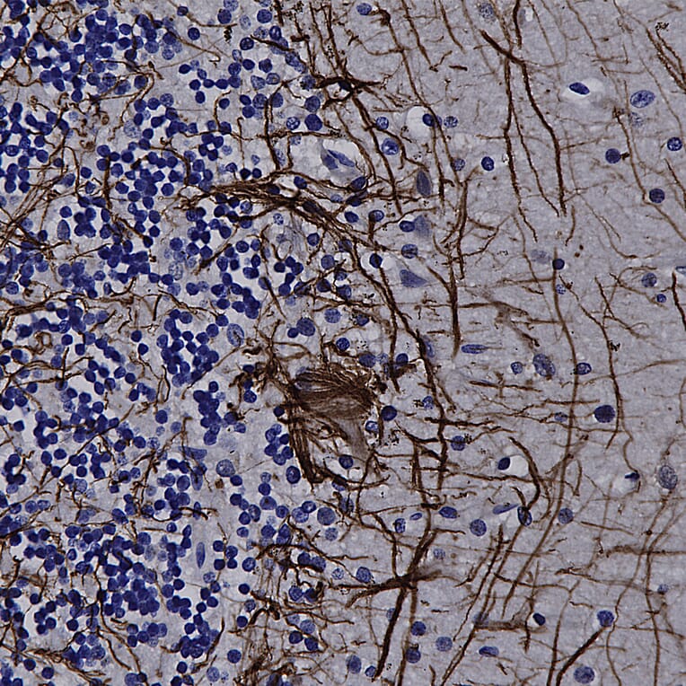 Immunohistochemistry - Anti-NF-L Antibody (A270580) - Antibodies.com