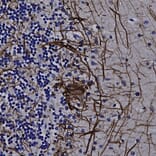 Immunohistochemistry - Anti-NF-L Antibody (A270580) - Antibodies.com