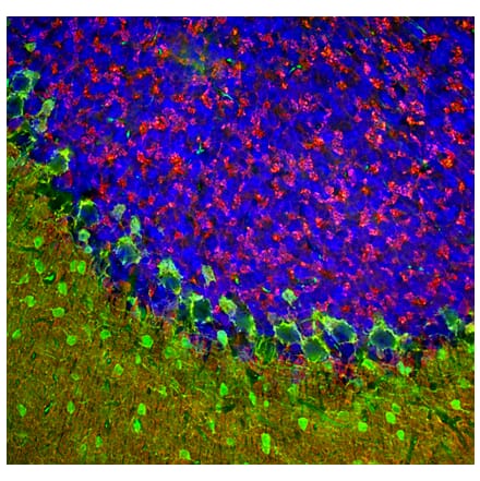 Immunofluorescence - Anti-beta Synuclein Antibody (A270581) - Antibodies.com