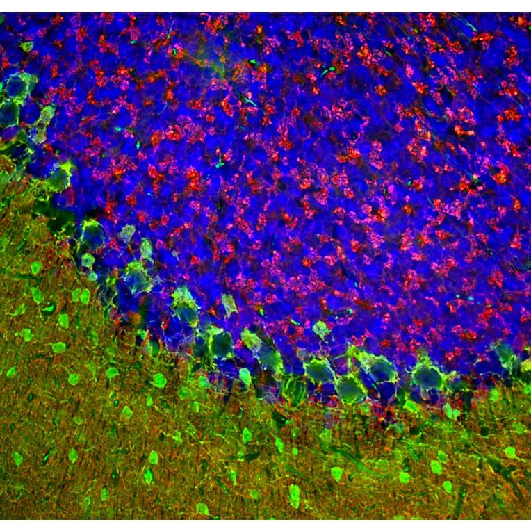 Immunofluorescence - Anti-beta Synuclein Antibody (A270581) - Antibodies.com