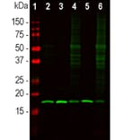 Western Blot - Anti-beta Synuclein Antibody (A270581) - Antibodies.com