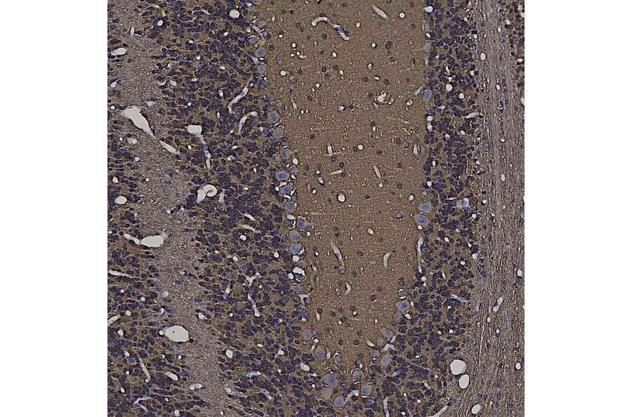 Immunohistochemistry - Anti-beta Synuclein Antibody (A270581) - Antibodies.com