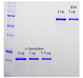 SDS-PAGE - Recombinant Human alpha Synuclein Protein (A270582) - Antibodies.com