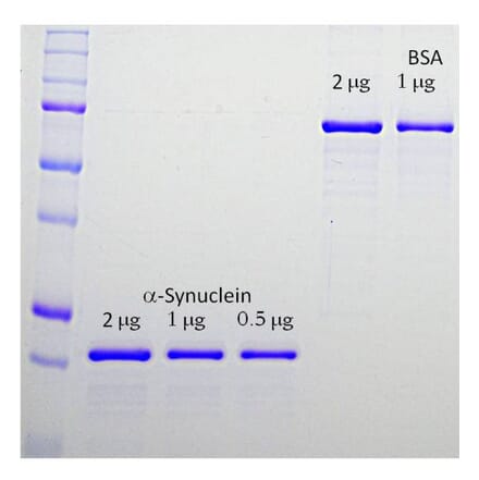 SDS-PAGE - Recombinant Human alpha Synuclein Protein (A270582) - Antibodies.com