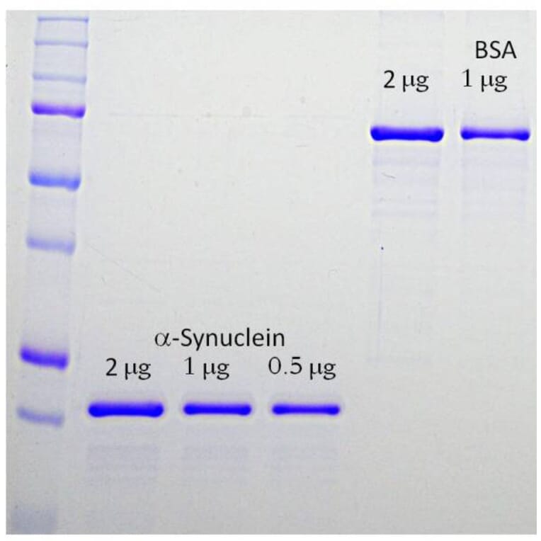 SDS-PAGE - Recombinant Human alpha Synuclein Protein (A270582) - Antibodies.com