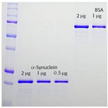 SDS-PAGE - Recombinant Human alpha Synuclein Protein (A270582) - Antibodies.com