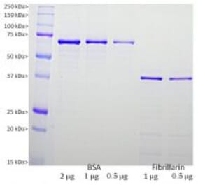 SDS-PAGE - Recombinant Human Fibrillarin Protein (A270583) - Antibodies.com