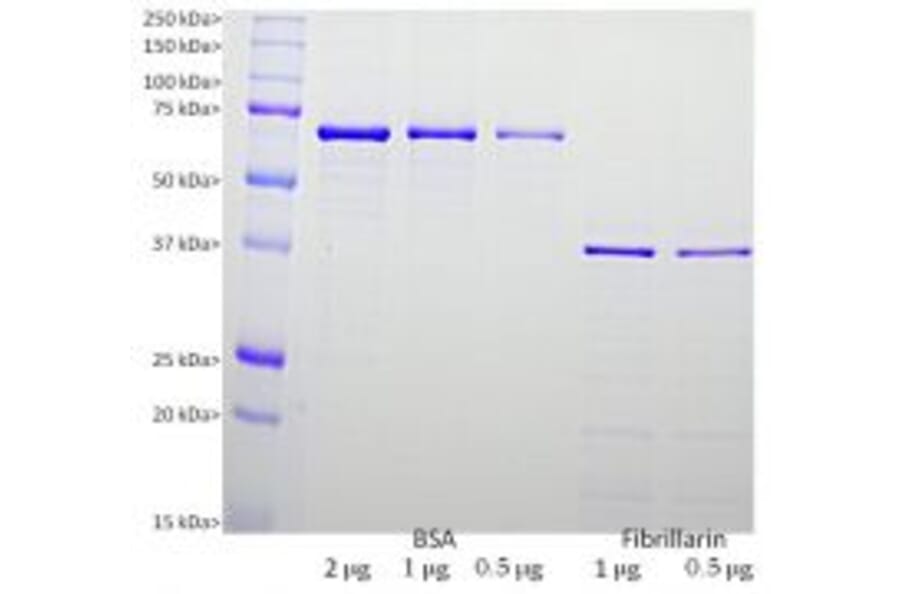 SDS-PAGE - Recombinant Human Fibrillarin Protein (A270583) - Antibodies.com