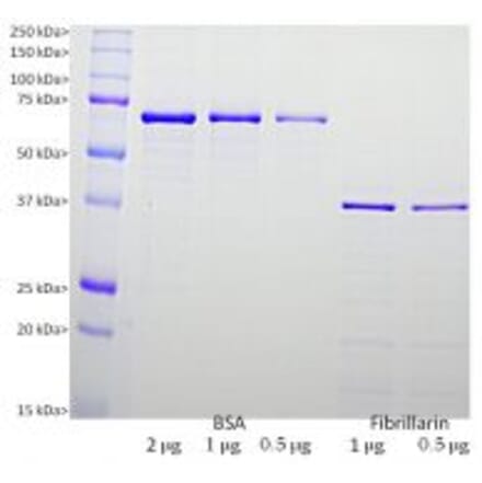 SDS-PAGE - Recombinant Human Fibrillarin Protein (A270583) - Antibodies.com