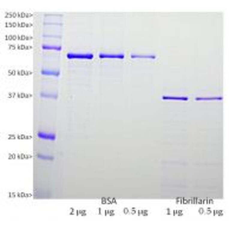 SDS-PAGE - Recombinant Human Fibrillarin Protein (A270583) - Antibodies.com