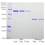 SDS-PAGE - Recombinant Human Fibrillarin Protein (A270583) - Antibodies.com