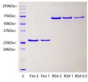 SDS-PAGE - Recombinant Human Frataxin Protein (A270584) - Antibodies.com