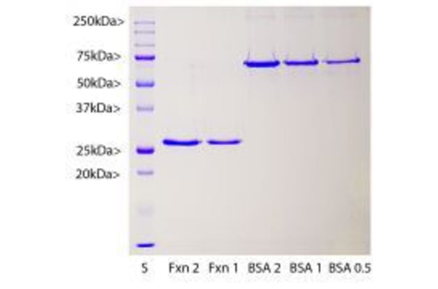 SDS-PAGE - Recombinant Human Frataxin Protein (A270584) - Antibodies.com