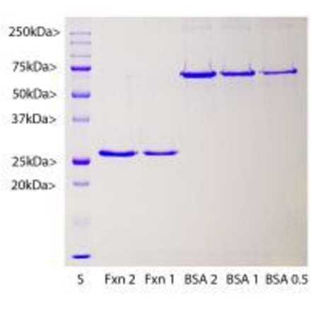 SDS-PAGE - Recombinant Human Frataxin Protein (A270584) - Antibodies.com