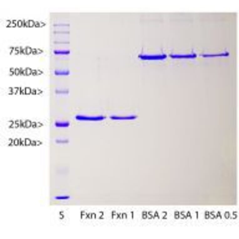 SDS-PAGE - Recombinant Human Frataxin Protein (A270584) - Antibodies.com