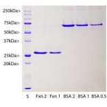 SDS-PAGE - Recombinant Human Frataxin Protein (A270584) - Antibodies.com