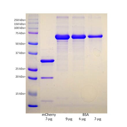 SDS-PAGE - Recombinant mCherry Protein (A270585) - Antibodies.com
