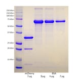 SDS-PAGE - Recombinant mCherry Protein (A270585) - Antibodies.com