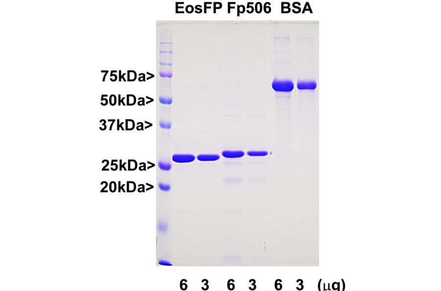 SDS-PAGE - Recombinant zFP506 Protein (A270586) - Antibodies.com