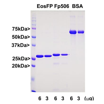 SDS-PAGE - Recombinant zFP506 Protein (A270586) - Antibodies.com