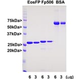SDS-PAGE - Recombinant zFP506 Protein (A270586) - Antibodies.com