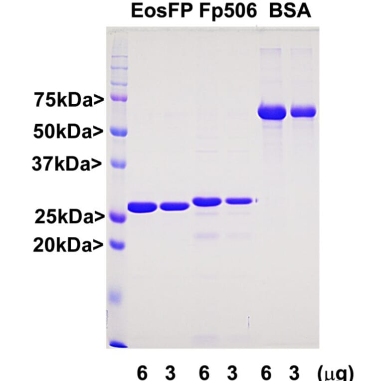 SDS-PAGE - Recombinant EosFP Protein (A270587) - Antibodies.com