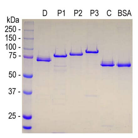 SDS-PAGE - Recombinant Human MAP2 Projection P2 Protein (A270589) - Antibodies.com