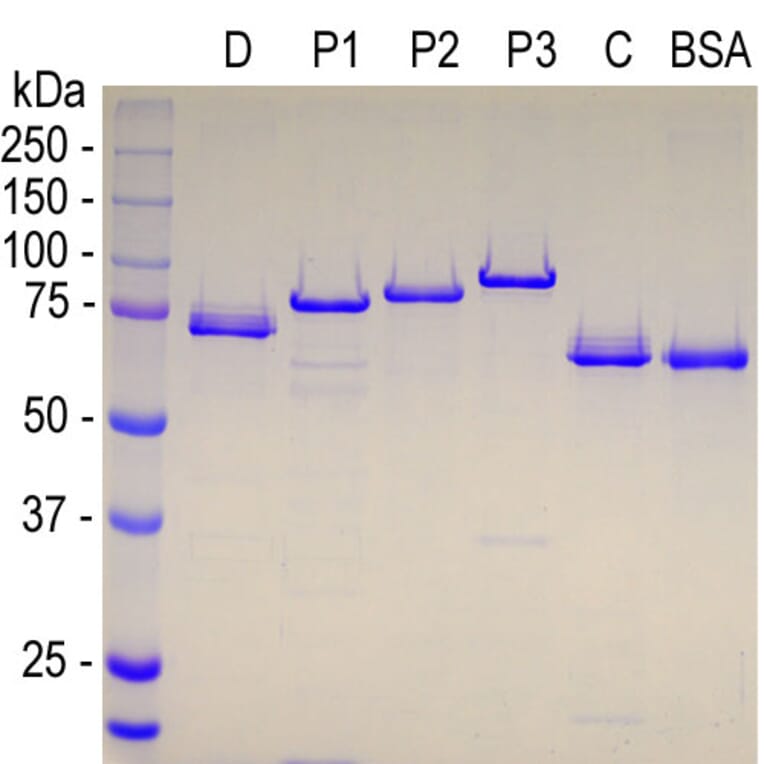 SDS-PAGE - Recombinant Human MAP2 Projection P2 Protein (A270589) - Antibodies.com