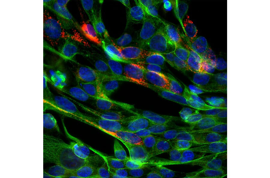 Immunofluorescence - Anti-SARS-CoV-2 Spike Glycoprotein RBD Antibody (A270592) - Antibodies.com
