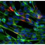 Immunofluorescence - Anti-SARS-CoV-2 Spike Glycoprotein RBD Antibody (A270592) - Antibodies.com