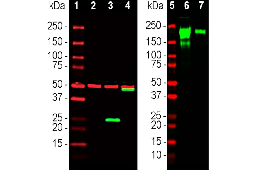 Western Blot - Anti-SARS-CoV-2 Spike Glycoprotein RBD Antibody (A270592) - Antibodies.com