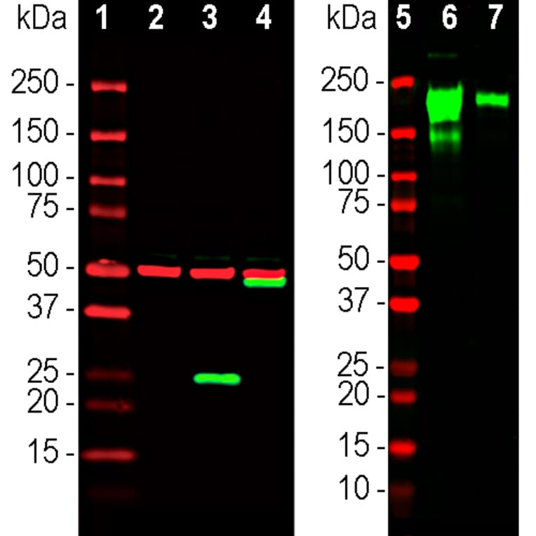 Western Blot - Anti-SARS-CoV-2 Spike Glycoprotein RBD Antibody (A270592) - Antibodies.com